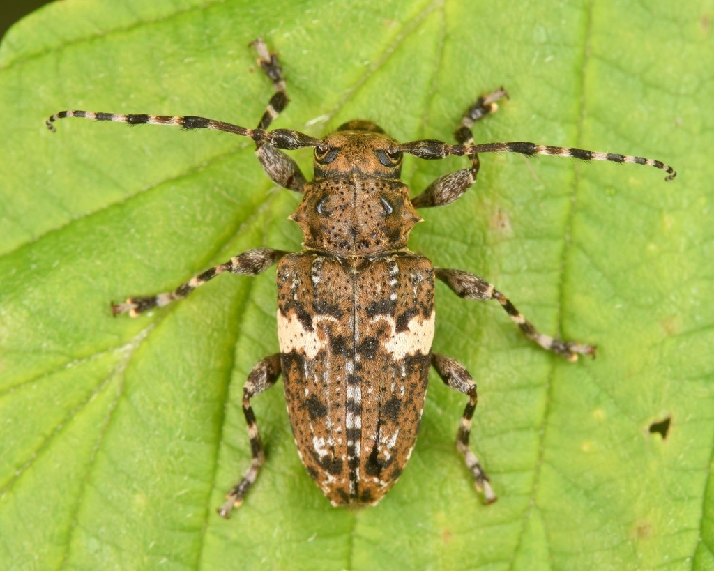Aegomorphus quadrigibbus