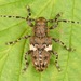 Aegomorphus quadrigibbus - Photo (c) skitterbug, osa oikeuksista pidätetään (CC BY), uploaded by skitterbug