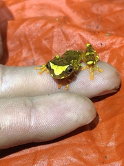 Dendropsophus sarayacuensis