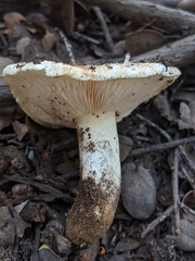 Tricholoma manzanitae