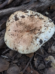 Tricholoma manzanitae