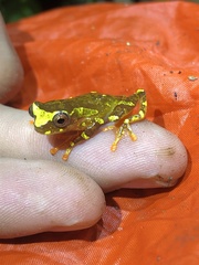 Dendropsophus sarayacuensis