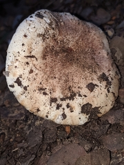 Tricholoma manzanitae