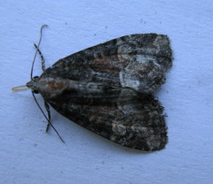 Neoligia subjuncta