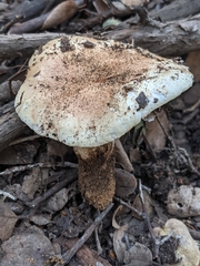 Tricholoma manzanitae