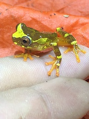 Dendropsophus sarayacuensis
