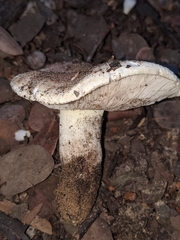 Tricholoma manzanitae