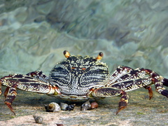 Grapsus albolineatus