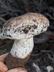 Tricholoma manzanitae