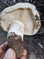 Tricholoma manzanitae