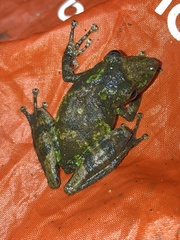 Scinax garbei