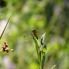 Erythrodiplax connata