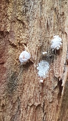 Coelostomidia pilosa