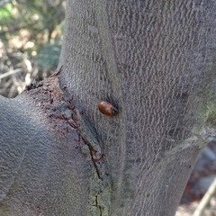 Plagiodera erythroptera