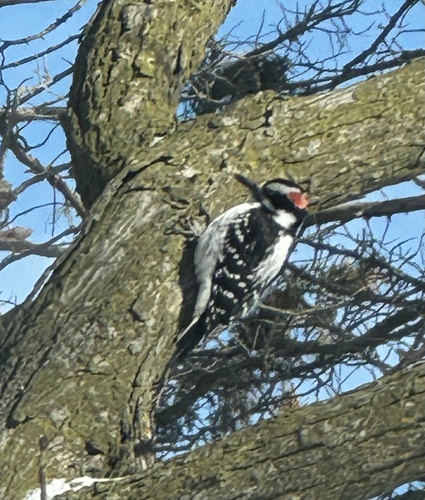 Hairy Woodpecker observed by cooperjohn