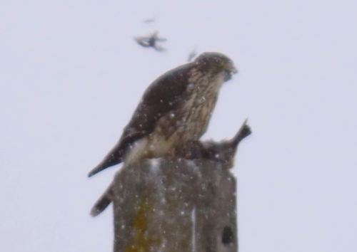 Merlin observed by wildlifewoman92