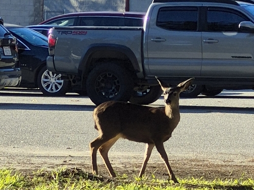 Mule Deer observed by leads