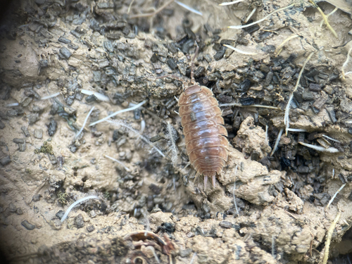 Swift Woodlouse