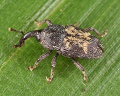 Glyptobaris lecontei