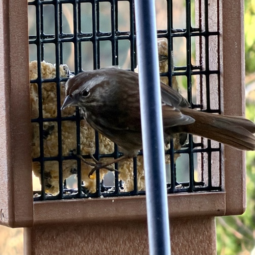 Song Sparrow observed by lumenal