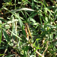Erythrodiplax connata