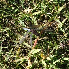 Erythrodiplax connata