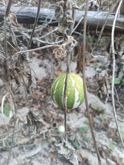 Cucurbita argyrosperma