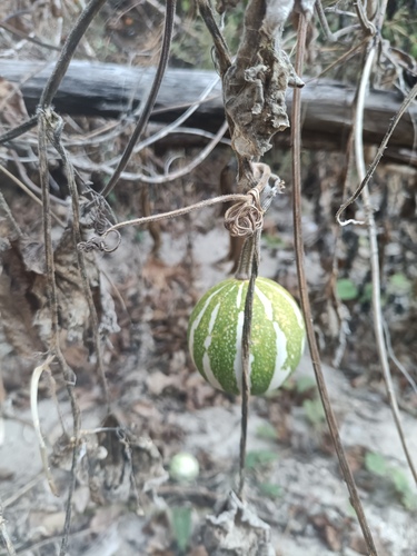Cucurbita argyrosperma, photograph 2