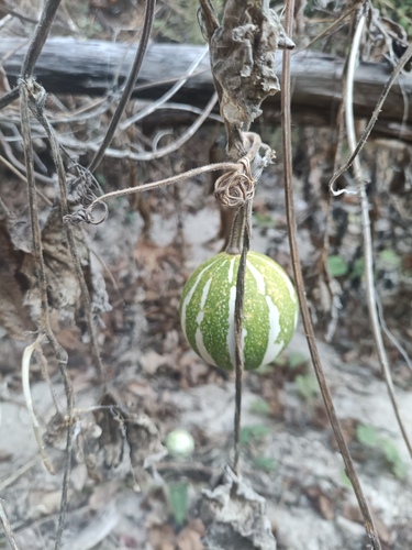 Cucurbita argyrosperma, photograph 3