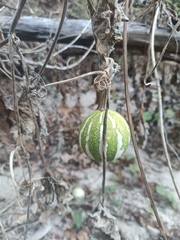 Cucurbita argyrosperma, photograph (c) Carlos Domínguez-Rodríguez, some rights reserved (CC BY)
