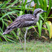 Bush Stone-Curlew - Photo (c) David Laurie, some rights reserved (CC BY-NC), uploaded by David Laurie