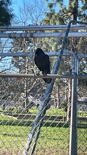 Common Raven observed by mari200001