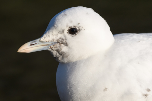 Mouette blanche