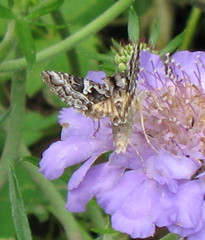 Syngrapha rectangula