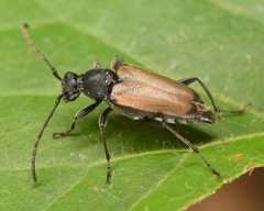 Brachyleptura circumdata