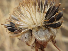 Cosmos bipinnatus