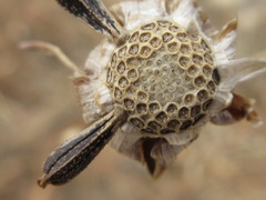 Cosmos bipinnatus