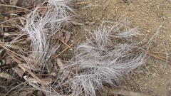 Hydropotes inermis argyropus