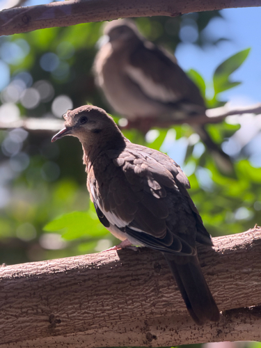 Paloma Alas Blancas observed by juanmanuel29