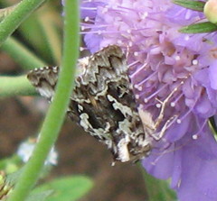 Syngrapha rectangula
