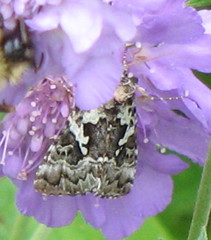 Syngrapha rectangula