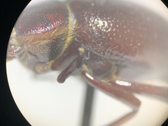 Lariversius tibialis