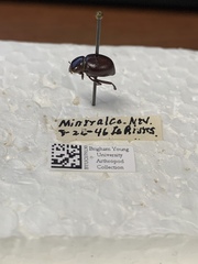 Lariversius tibialis