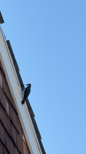 Acorn Woodpecker observed by teachingalex
