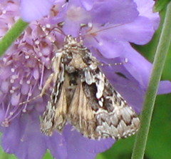 Syngrapha rectangula