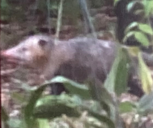Virginia Opossum observed by arianaboland