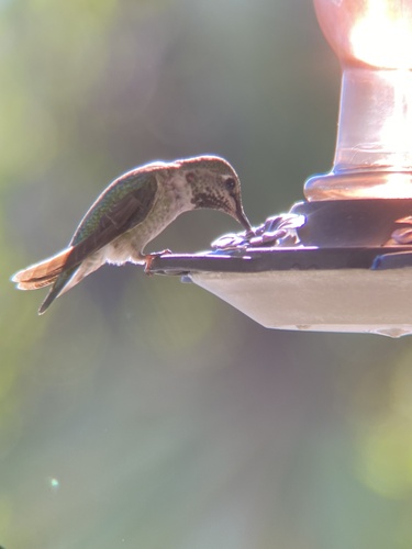Anna's Hummingbird observed by kblackburn