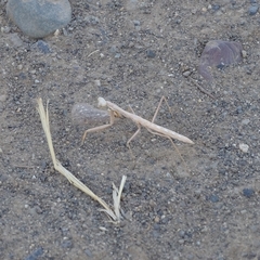 Coptopteryx gayi