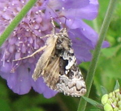 Syngrapha rectangula