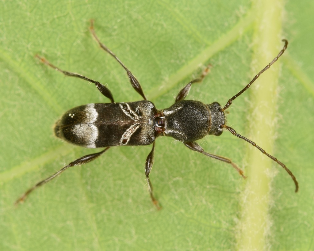 Tilloclytus